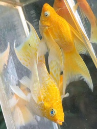 molly gold veil mắt đen ( đuôi dài) _ trag trí hồ cá