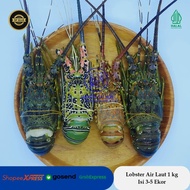 Lobster Laut/ Lobster Air Laut/ Lobster Segar 1 kg isi 4-5 ekor