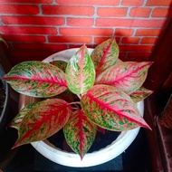 aglaonema legacy merah