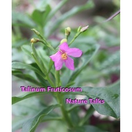 100 seeds organically grown Javanese Ginseng Java Som Jawa Talinum Fruticosum Ceylon Spinach organic