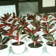 tanaman hias aglonema red Sumatra rimbun