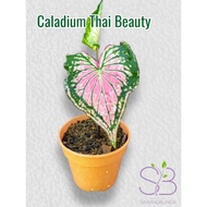 VIRAL‼️‼️‼️Keladi Caladium Thai Beauty‼️LIVE PLANT‼️READY STOCK‼️
