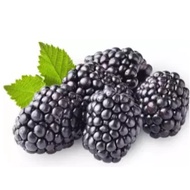 Blackberry Big size Bush seeds