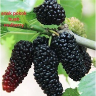 buah mulberry anak pokok hybrid