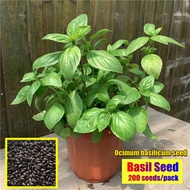 200pcs/bag Organic Basil Seeds Sulit Seed Culinary Herb Seeds Benih Sayur Sayuran Vegetable Seeds fo