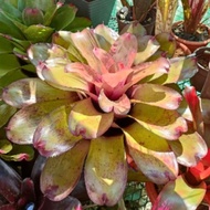 Bromeliad Neoregelia's pup as per picture.cover photo as mother plant outlook