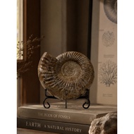 Natural Starfish Shell Fossil Rough Stone Decoration Desktop Decoration Ammonite Collection Wine Cab