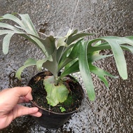 Yready Platycerium Vaseii Remaja Alcicorne Madagascar