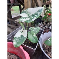 ALBINO / BUNGA KELADI ALBINO