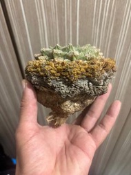 老家養定超小尤龜甲牡丹