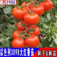 進口大紅番茄種子 種籽以色列3098硬果紅果西紅柿種子 種籽蔬菜種子 種籽種苗四季hn
