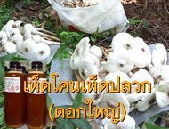 เชื้อเห็ดโคน เห็ดปลวกดอกใหญ่ เข้มข้น บรรจุ 1 ขวด ขนาด 500 ML. มีของแถมทุกออเดอร์