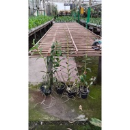 [ Baru] Anggrek Dendrobium Keriting Dewasa Indukan | Anggrek Keriting