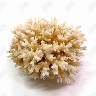 Stone Coral Bunch Aquarium Setup - Aquarium Decoration Coral [CORAL]