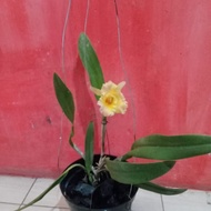 anggrek cattleya dewasa