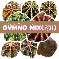 [ด่าง50เมล็ด] Gymno Mix เมล็ดยิมโน ลูกผสมด่างxด่าง แบบสุ่มคละลาย คละฝัก รวมในซองเดียว