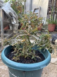 精品 塊根植物 盆景 樹少見大 老桩 娜娜乳香Boswellia nana x 索科特拉乳香Boswellia socotrana  索娜混種 