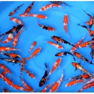 bibit ikan koi blitar size 5-7cm paket 16 ekor + bonus