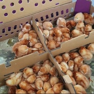 Doc Ayam Petelur 1 Box isi 102 Ekor