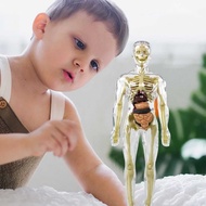 3D Human Body Torso Model Toys Removable Human Body Anatomy Display Assembly Toy