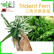 Trident Fern (Microsorum pteropus 'Trident') 三角叉铁皇冠 - aquarium aqua plant [lowtech]