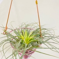 空氣鳳梨 棉花糖 鋁線吊籃 空間佈置 交換 畢業禮物(含植物)