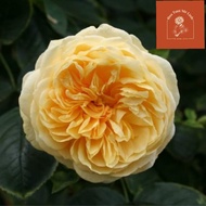 Hoa hồng ngoại Leo Teasing Georgia bông hồng vàng rực rỡ cây đang hoa và nhiều nụ