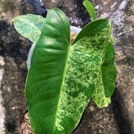 Philodendron Burle Marx Mint Varigata