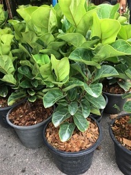 ต้นไทรใบสัก fiddle leaf fig tree ลำต้นสูง 90-100 ซม สามารถปลูกในบ้านได้ จัดส่งพร้อมกระถาง 11 นิ้ว