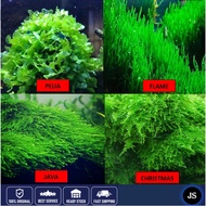 🔥Buy 3 Free 1 Premium Java Moss🔥Christmas Moss ( Pokok hidup aquarium/Moss/ aquarium plant) WP0006