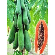 Biji Benih Betik Khak Dam Dwarf Papaya Seed Jenis Renek Pendek- 5 Seed