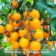 เมล็ดพันธุ์ มะเขือเทศเชอร์รี่ บรรจุ 150 เมล็ด Bonsai Cherry Tomato Seed Fruit Seeds for Planting Plants บอนไซ พันธุ์ไม้ผล เมล็ดพันธุ์ผัก ต้นพันธุ์ผลไม้ ต้นบอนสี ต้นไม้กินผล เมล็ดผลไม้ ผักออแกนิค เมล็ดพันธุ์ผลไม้ ผักสวนครัว ปลูกง่าย การเก็บเกี่ยวที่รวดเร็ว