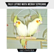 Burung Falk Australia Lutino Mata Merah Sepasang