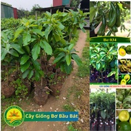 Avocado Seedlings (Avocado 034, Northern Avocado, Booth Avocado, Wax Avocado) Bau Bat, plants bear f