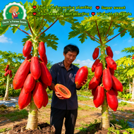 High Germination 10pcs Fresh Red Papaya Seeds Red Lady Dwarf Papaya Seeds for Planting Fruits Biji B
