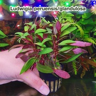 Ludwigia peruensis/glandulosa ต้นไม้น้ำ พร้อมปลูก