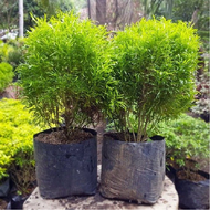 Anak Pokok Tong Emas Euodia Cultivar Rutaceae Aralia Golden Ball Real Live Plants Polyscias with Pol