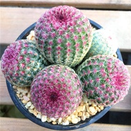 🌺บานเพื่อคุณเท่านั้น🌺Cactus Seeds บอนสี 100เมล็ด ต้นกระบองเพชรขนาดมินิ กระบองเพชร แคคตัส ซัคคิวเลนท์ ตกแต่งสวนแคคตัส กระบองเพชร แคคตัส พืชอวบน้ำถังทอง ต้นไม้มงคล