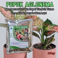 Pupuk Aglonema Pupuk Booster Organik Aglonema Perangsang Daun Akar Tunas Cepat Beranak Terbaik Ampuh