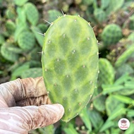 รวมโอพันเทีย หูกระต่าย Mix Opuntia worthia หลายสายพันธุ์ ส่งทั้งกระถาง cactus&amp;succulent