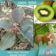 Bibit Tanaman buah buah kiwi Okulasi