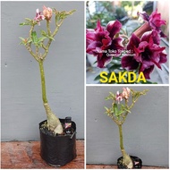 Adenium Tumpuk Kamboja Jepang Id SAKDA SIZE B REAL PICTURE ENTRES PUANJANG