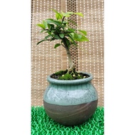 Water Jasmine Live Bonsai plant (Wrightia Religiosa) 香水梅
