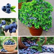 30 Pcs/Seeds Blueberry Seeds Practical Food Planting Outdoor Planting Delicious Fruit Seeds Benih Pokok Bunga Hidup