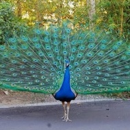 Merak biru india anakan 3bulan