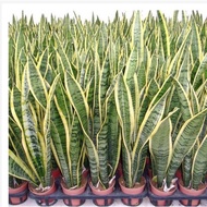 Gold-Edged Snake Plant Air Purifier - Pure, Healthy Plant.