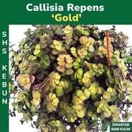 Callisia repens 'Gold' 怡心草 Live Hanging Plant Pokok Gantung Berjuntai Hiasan Hidup Indoor/Outdoor SH