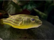 斑馬狗頭 斑馬狗頭魚 金娃娃 巧克力娃娃 八字娃娃 皇冠狗頭
