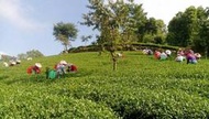 奮起湖鄭老師-阿里山烏龍茶-茶農自產自銷-手採茶-海拔1450公尺-冬茶上市