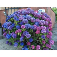 Pokok Bunga Siti Zubaidah Kampung / Hydrangea Live Flower Plant